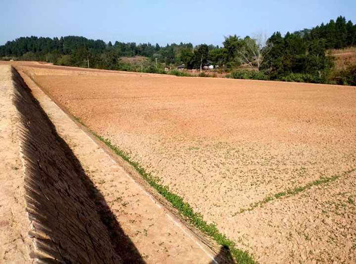 5.已播种油菜的高标准农田  .jpg