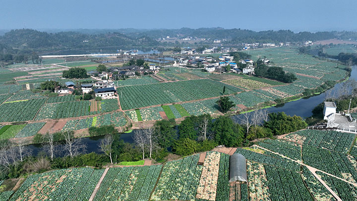1旱地坝村千亩蔬菜基地莲花白大量成熟待售（无人机照片）.jpg