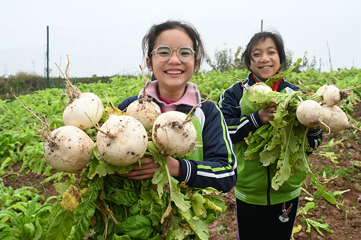 2)学生们在校园“开心农场”内采收萝卜.jpg