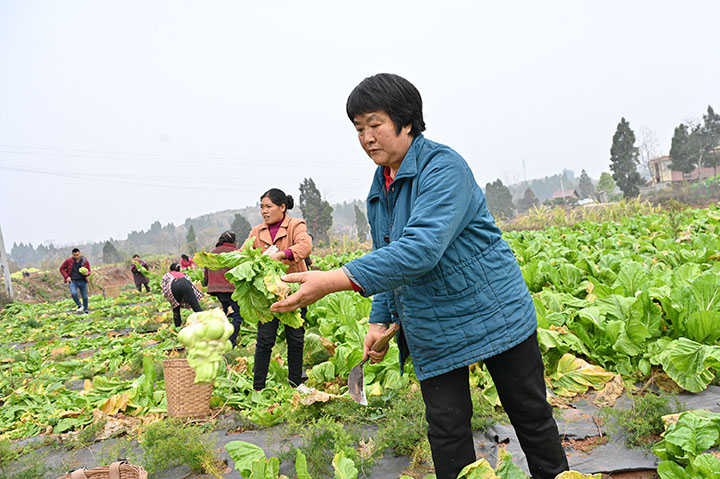 3)菜农正在采收订单榨菜.jpg