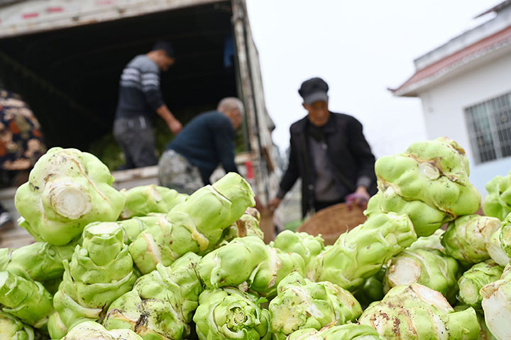 5)菜农正在装车订单榨菜.jpg