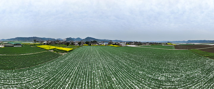1大英县回马镇蔬菜基地  张昌明 摄.jpg