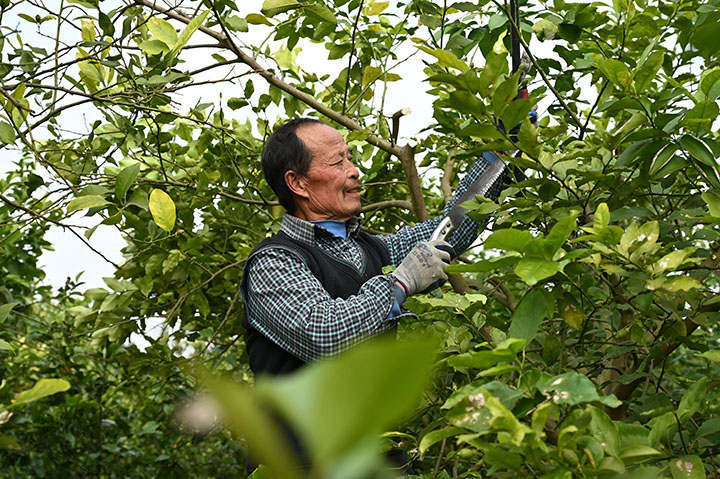 2当地村民在柠檬基地修枝.jpg
