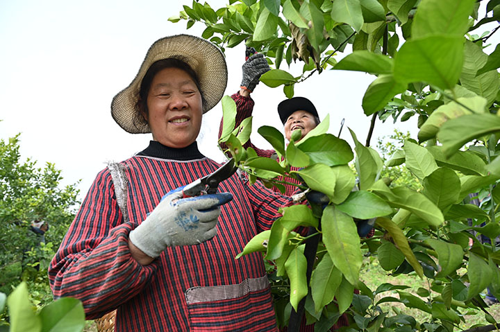 3当地村民在柠檬基地蔬果.jpg