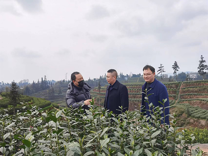 2到茶园对接融资服务.jpg