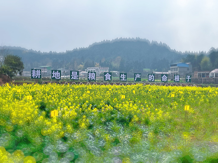 2大英县粮油现代农业园区在玉峰镇玉印村的部分景观  周淼葭 摄.JPG