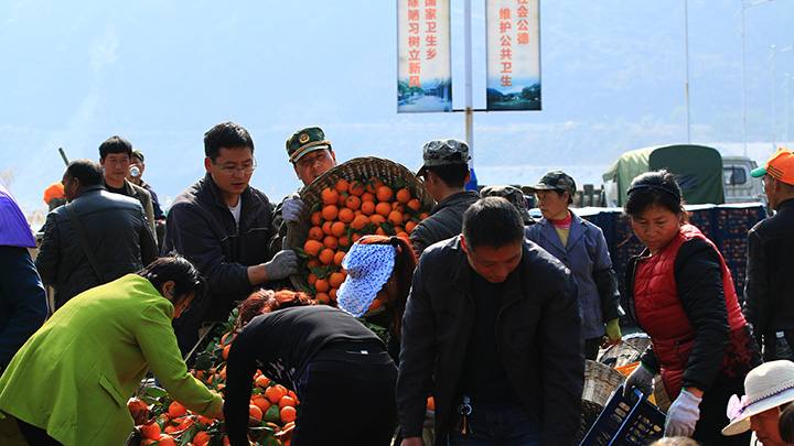 石棉农商银行信贷支持的黄果柑喜获丰收.jpg