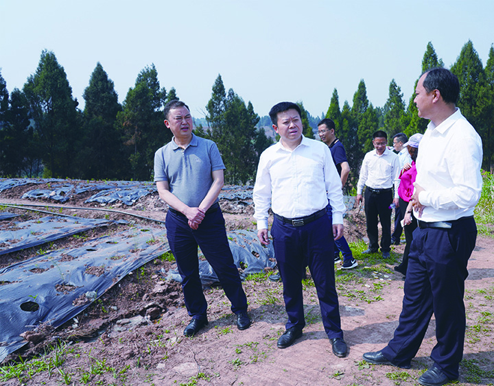 2内江市东兴区委书记康厚林（中）在天冬产业园区调研.jpg