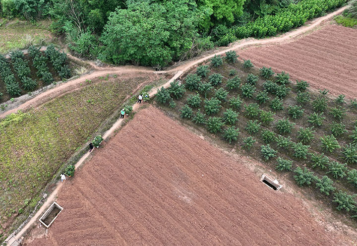 图3  6月9日，内江市东兴区双桥镇阳河村，椒农正在转运青花椒（无人机照片）。.jpg