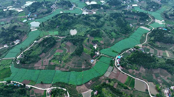 图1  2023年7月2日，四川省内江市东兴区双桥镇阳河村，进入丰收季的荷塘藕田（无人机照片）。.jpg