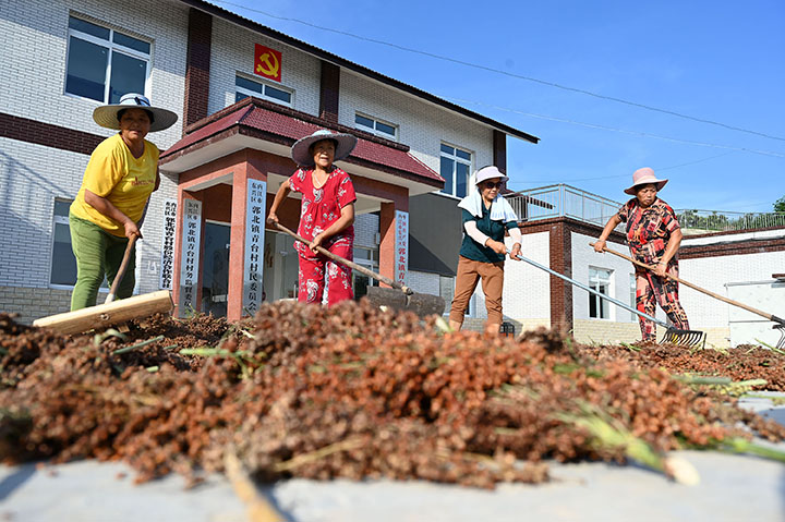 图4  村民抓住晴好天气晾晒高粱.jpg