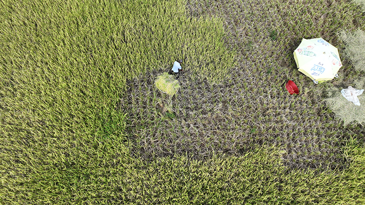 图1  8月30日，内江市东兴区杨家镇观音井村，当地农民正在抢收稻谷（无人机照片）。.png