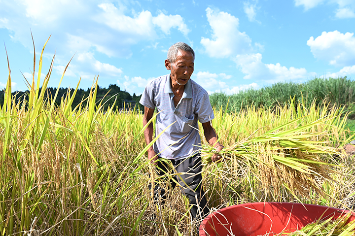 图2 当地农民正在抢收稻谷.png
