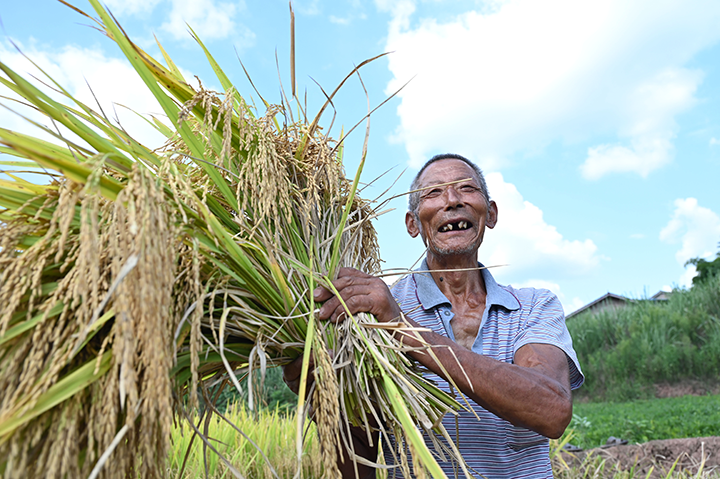 图3 当地农民正在高兴地展示水稻丰收成果.png