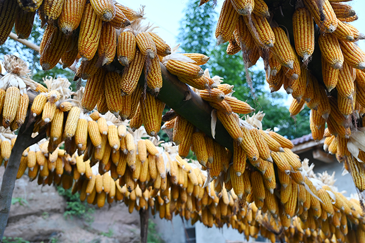 图5 玉米喜获丰收.png
