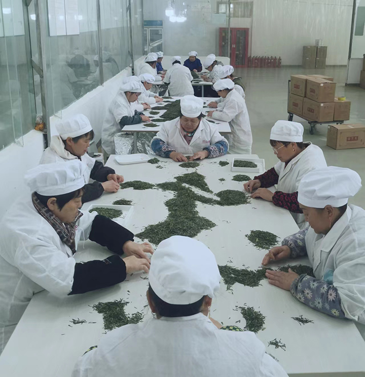 富硒茶生产现场.jpg