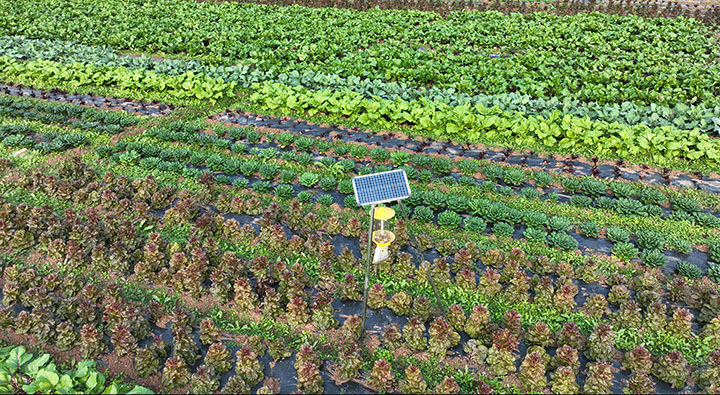 图2  近日在内江市东兴区田家镇赵家坝社区拍摄的生物防虫装置.jpg