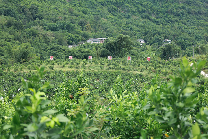 2双新村的红橙产业基地.jpg