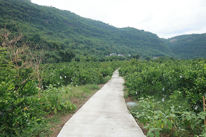 7双新村的产业道路.jpg