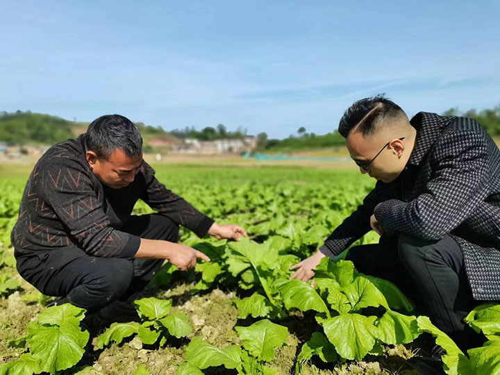 图2  丰禾镇容创好蔬菜生态农场业主张培洪和丰禾农业服务中心工作人员一起察看榨菜长势.jpg