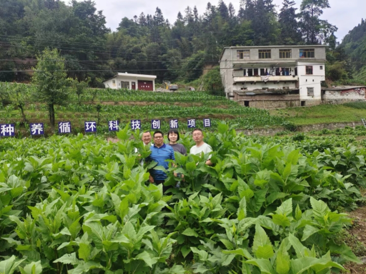 4公司考察队与曾涛在松香草种植基地里合影。郁郁葱葱的松香草已经有一人多高了_副本.jpg