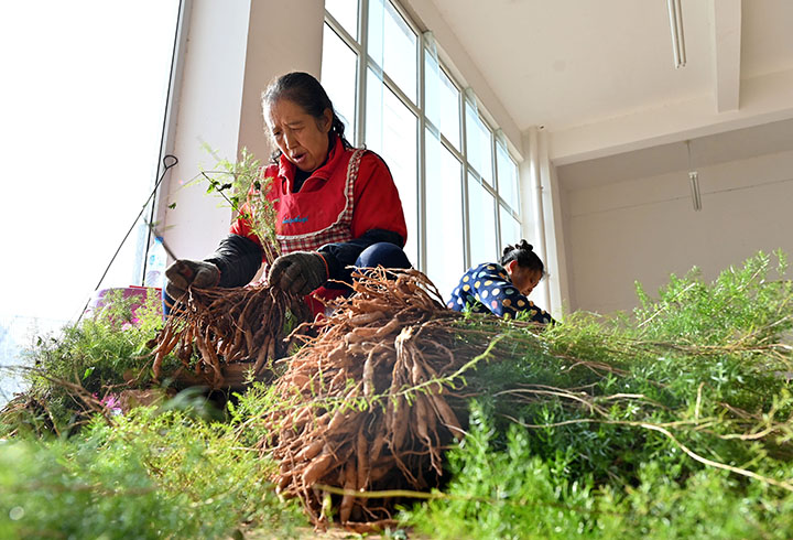图4  当地农民正在分拣天冬苗.jpg