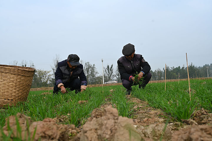 2  当地农民正在加强麦田冬季管理.jpg