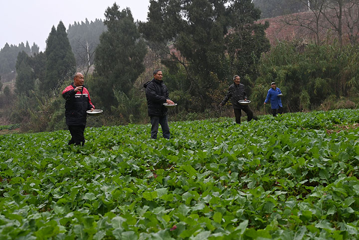 图2  油菜种植户正在施肥.jpg