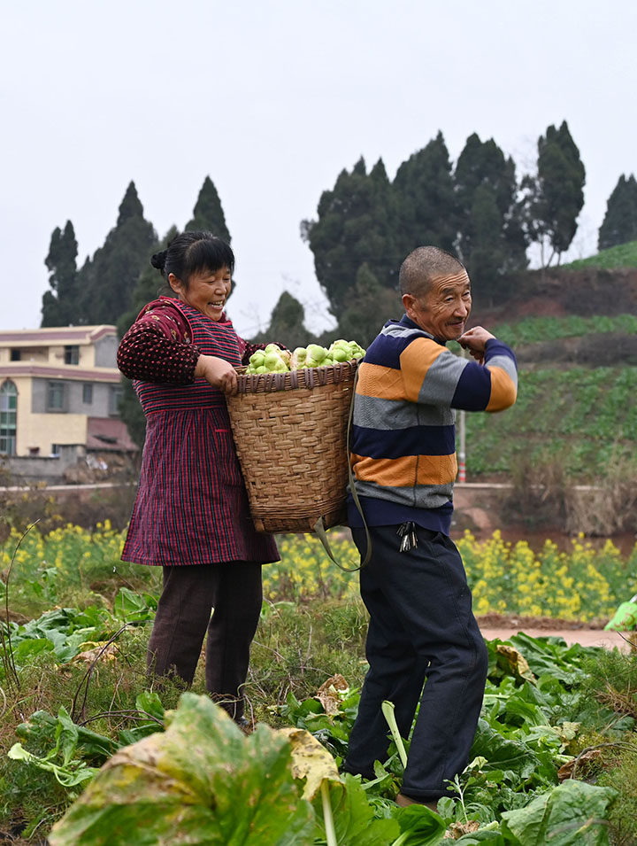 图3  村民正在转运榨菜.jpg