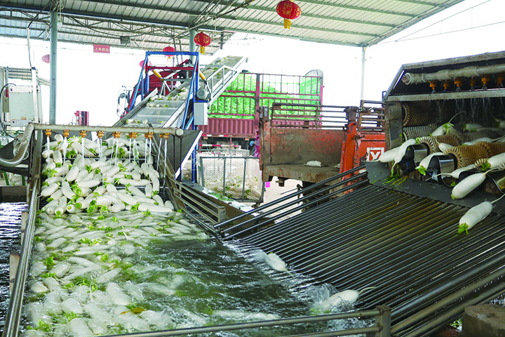 4相辉家庭农场采挖的萝卜顺着流水线清洗装车.JPG