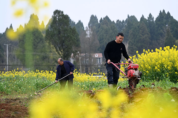图1  2024年3月4日，四川省内江市东兴区石子镇七星村，农民正在耕整土地。.jpg