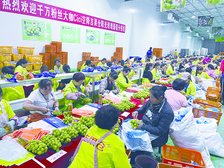 7西昌市葡萄产业基地鲜果分拣生产线  西昌市农业农村局供图.jpg