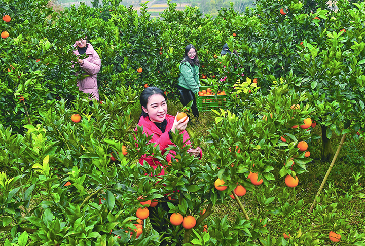2游客在脐橙果林体验赏橙摘果的乐趣  张启富 摄.jpg