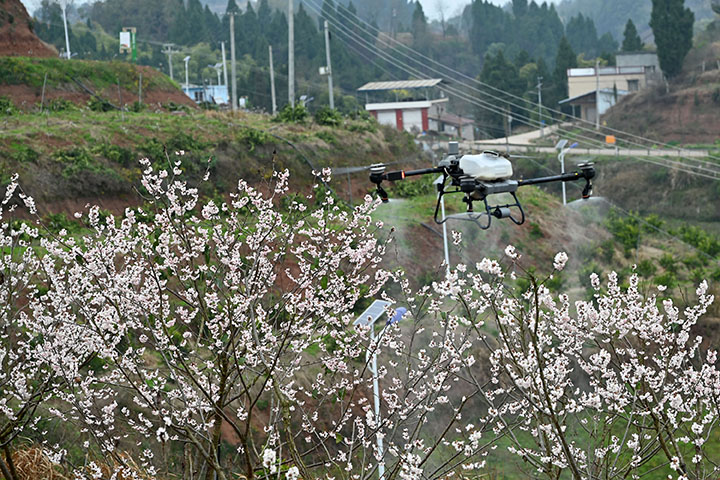 图2   3月7日，在内江市东兴区白合镇华山村的“花果山”上，东兴区醇味水果专业合作社组织无人机进行果树病虫害防治作业。.jpg