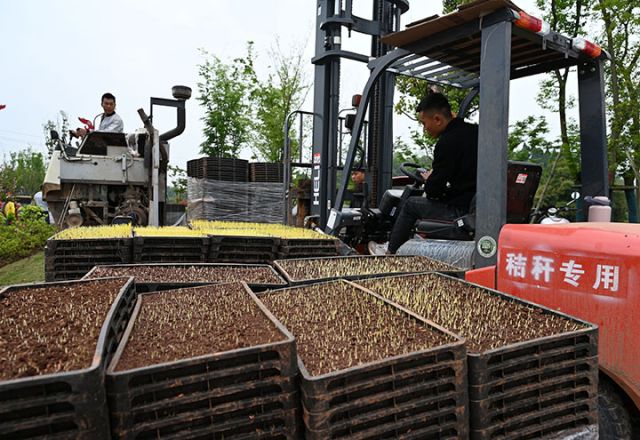 图6 4月1日，内江市东兴区田家镇赵家坝社区，当地农户依靠科技进行集中育秧。.jpg
