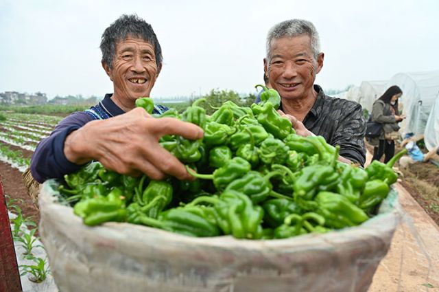 图2  村民忙着采收大海椒，订单销往重庆大市场。.jpg
