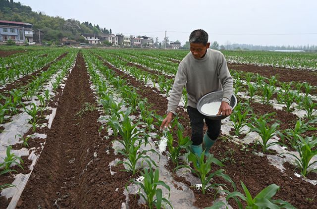 图3  村民在鲜食玉米地施肥.jpg