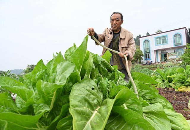 图5 村民浇水管理蔬菜地.jpg