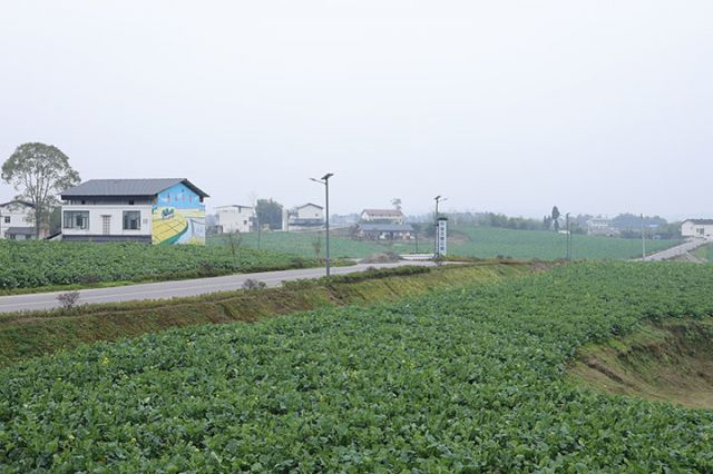 5 大梨树村是岳池县现代农业园区核心区域之一.jpg
