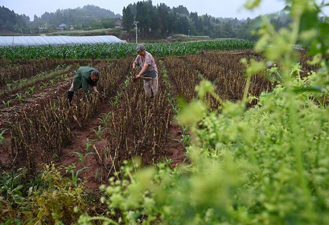 图4  4月17日，内江市东兴区田家镇火花村，蒜农抢抓农时采收紫皮大蒜。.jpg