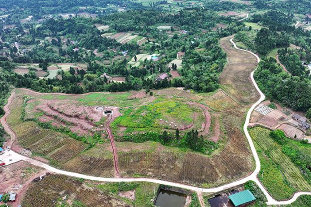 图1  4月20日，内江市东兴区双桥镇凤龙村，200余亩小麦进入丰收季，构成了美丽的田园画卷（无人机照片）。.jpg