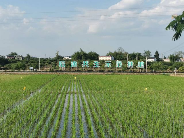 1遂宁农商银行支持的安居区三家镇稻渔共生示范基地.jpg