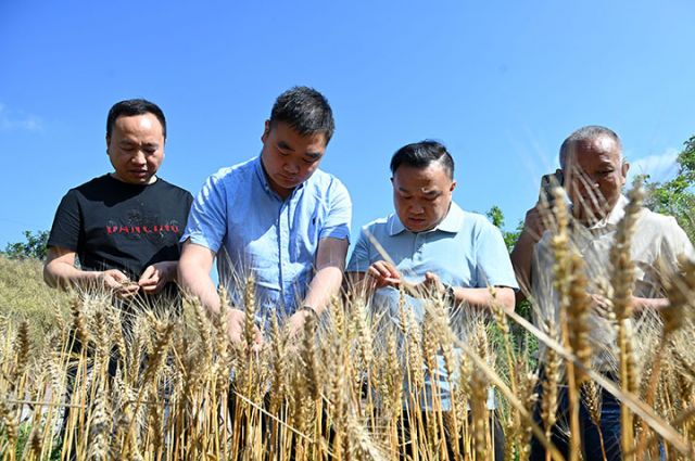 图3  收购方在地里抽检小麦的质量.jpg