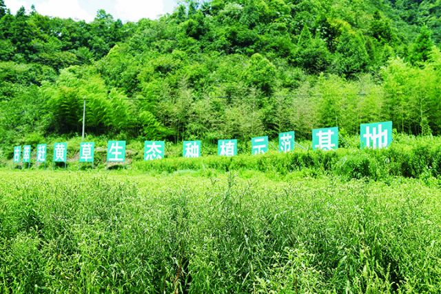 古萃赶黄草生态种植示范基地.jpg