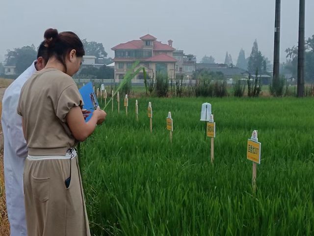 3洪雅农商银行信贷支持的种子培育试验田长势良好.jpg
