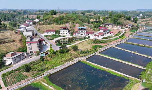 图2  9月27日，四川省内江市东兴区郭北镇青台村杨河湾大院，错落有致的川南民居与美丽的生态田园风光共同构成了一幅和美乡村画卷（无人机照片）。.JPG