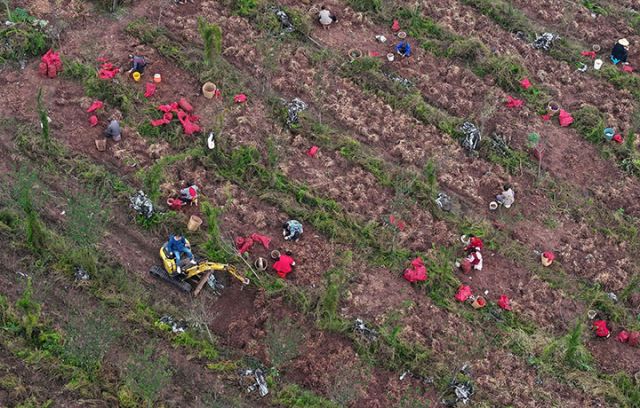 图1  11月2日，四川省内江市东兴区富溪镇白马滩村，药农在天冬种植基地忙着收获中药材天冬（无人机照片）。.JPG