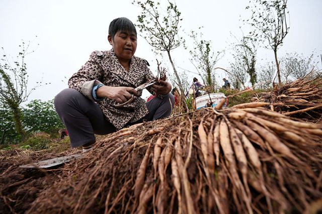图3  药农在天冬种植基地忙着收获中药材天冬.JPG