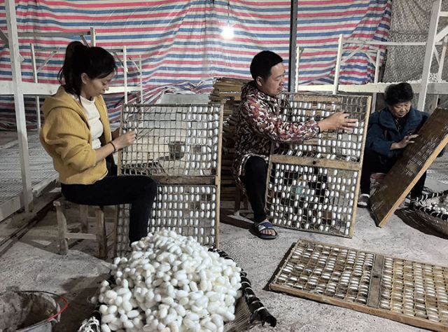 图3  内江市东兴区双桥镇双流村蚕农在采收蚕茧.jpg