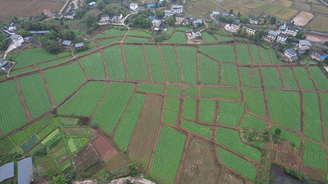 图2  石垭镇蔬菜基地.JPG